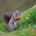 Red Squirrel 130210_5